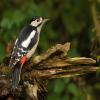 Great Spotted Woodpecker